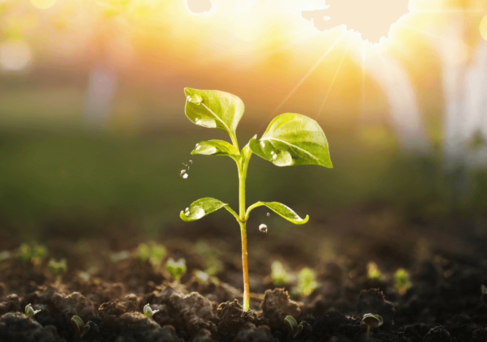 Keep soil alive, protect soil biodiversity